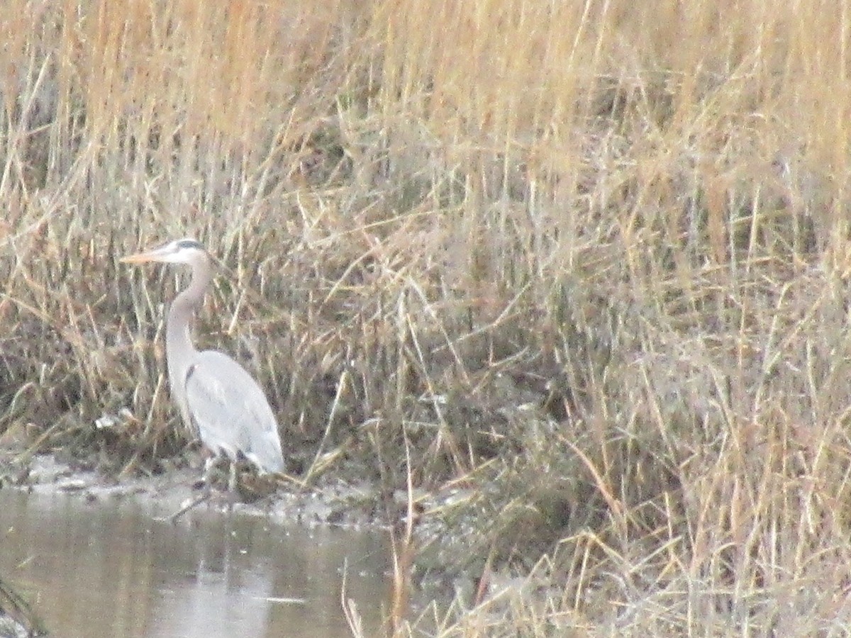 Great Blue Heron - ML526694181