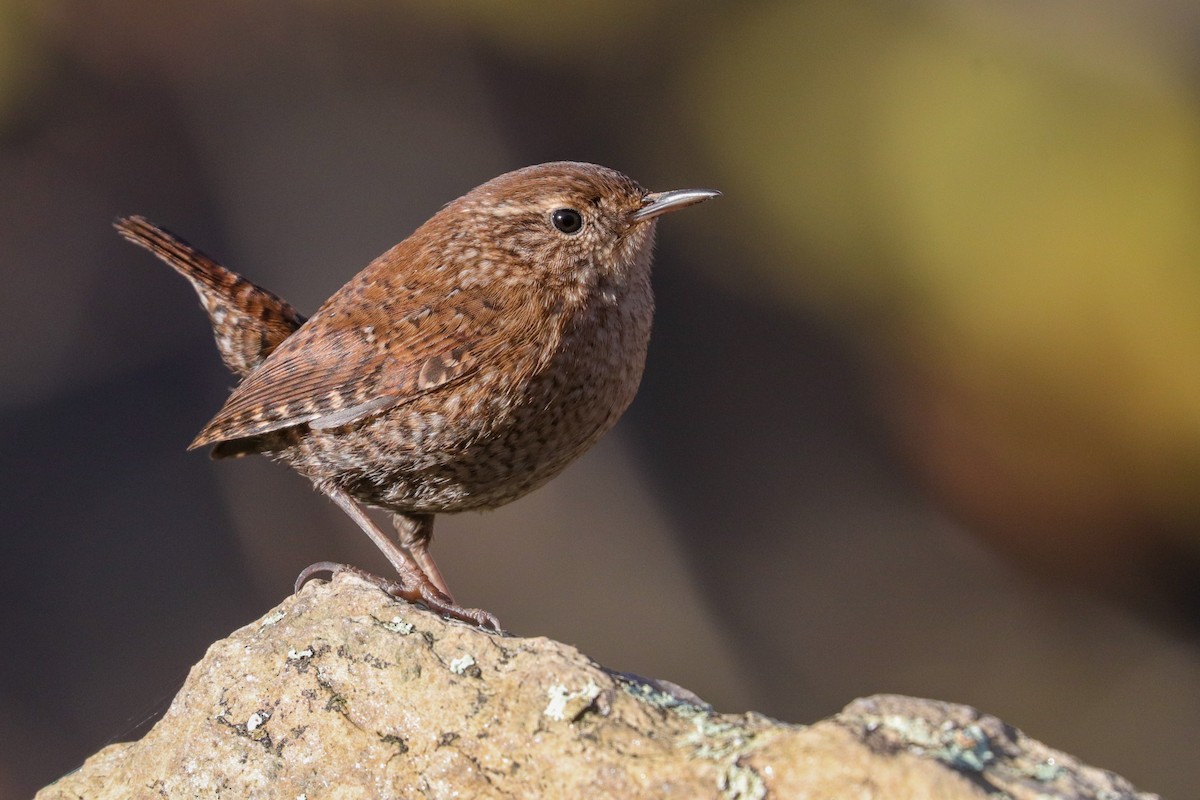 Winter Wren - ML526694201
