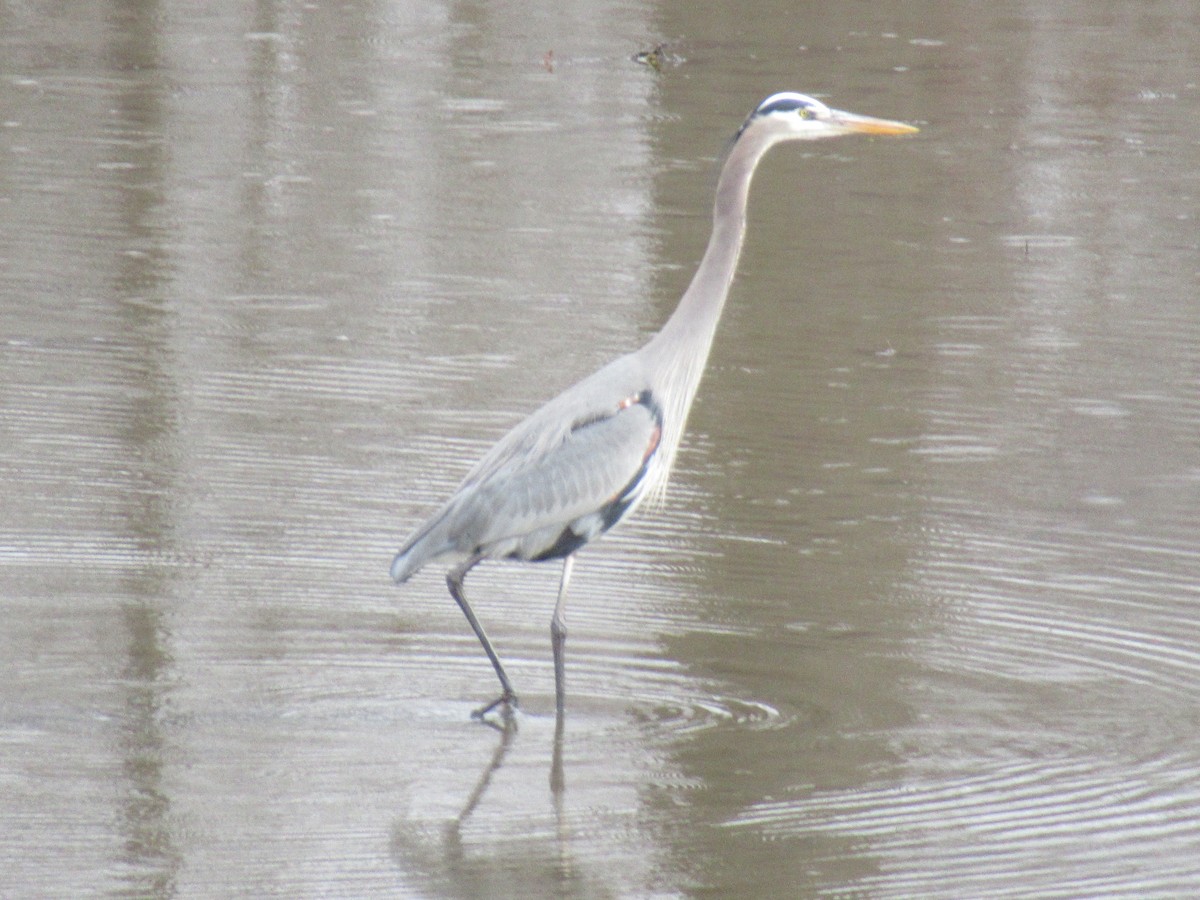Great Blue Heron - ML526694371