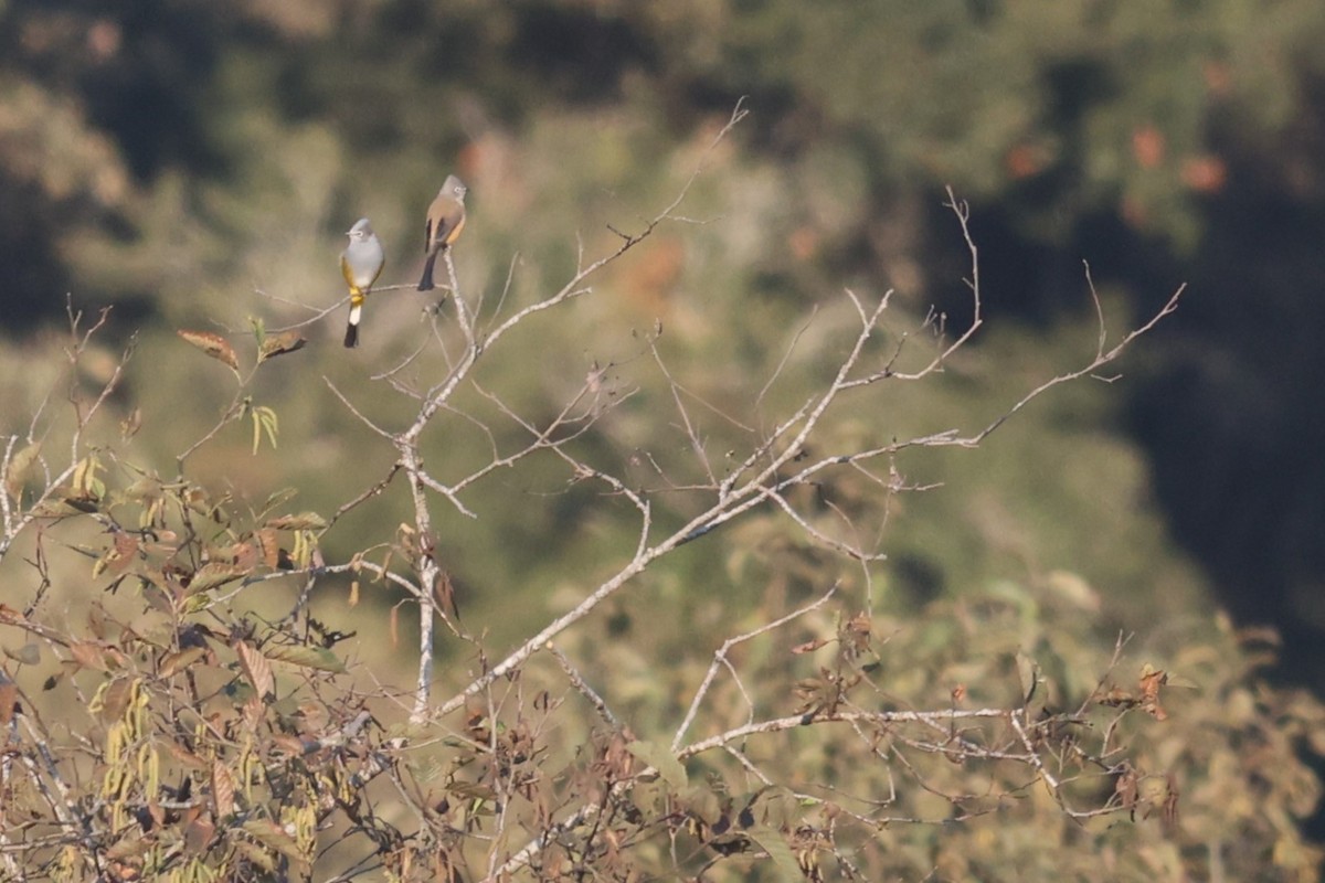 Gray Silky-flycatcher - ML526694601