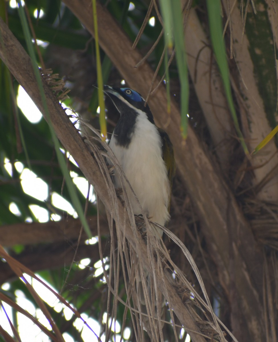 Blue-faced Honeyeater (Blue-faced) - Patrick Wyllie