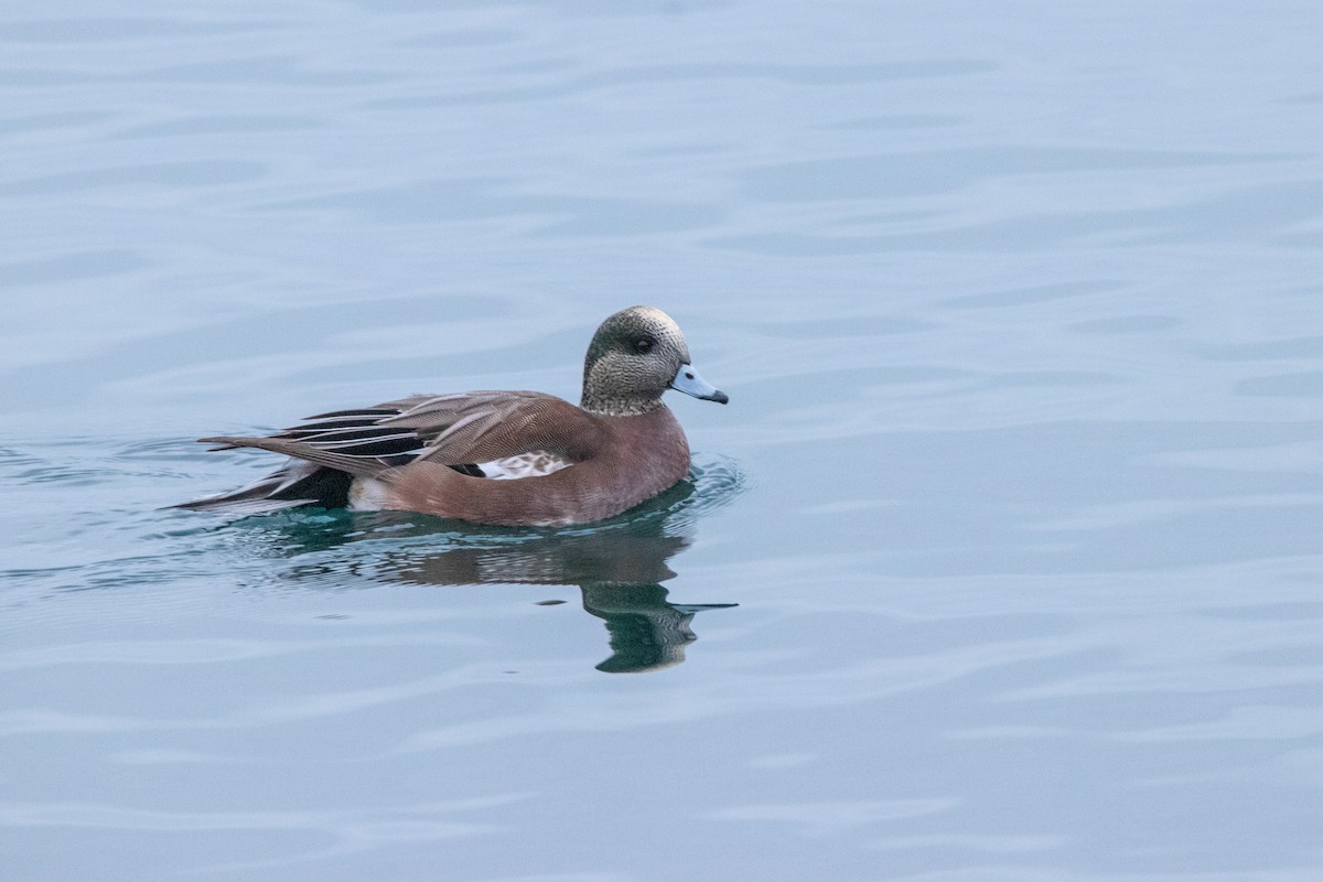 American Wigeon - David Trochanowski