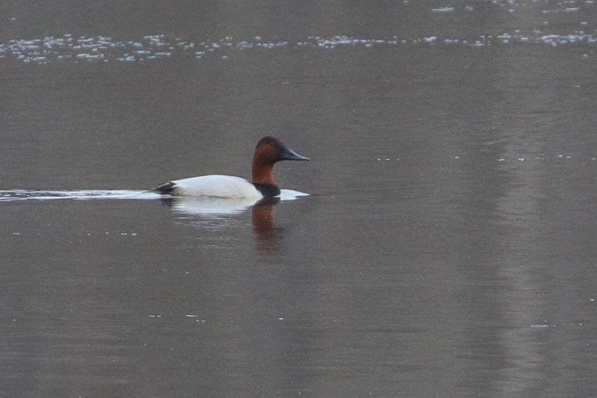 Canvasback - ML526695121