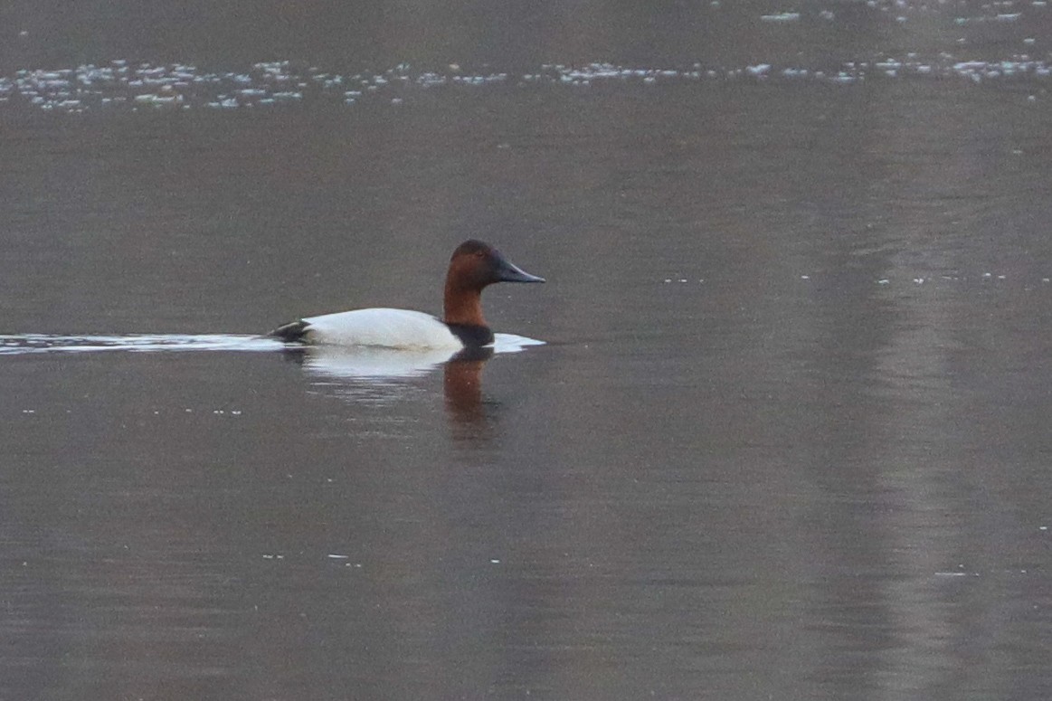 Canvasback - ML526695121