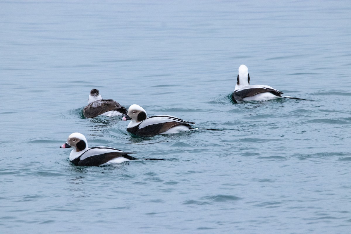 Long-tailed Duck - ML526695481