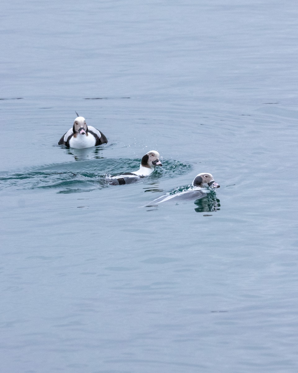 Long-tailed Duck - ML526695521