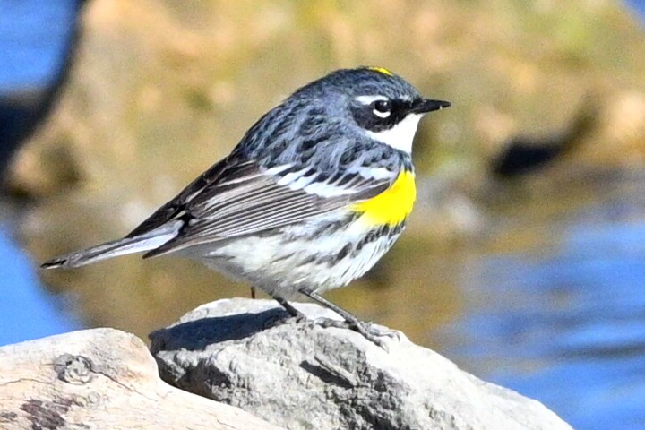 Yellow-rumped Warbler - Perry Poulsen