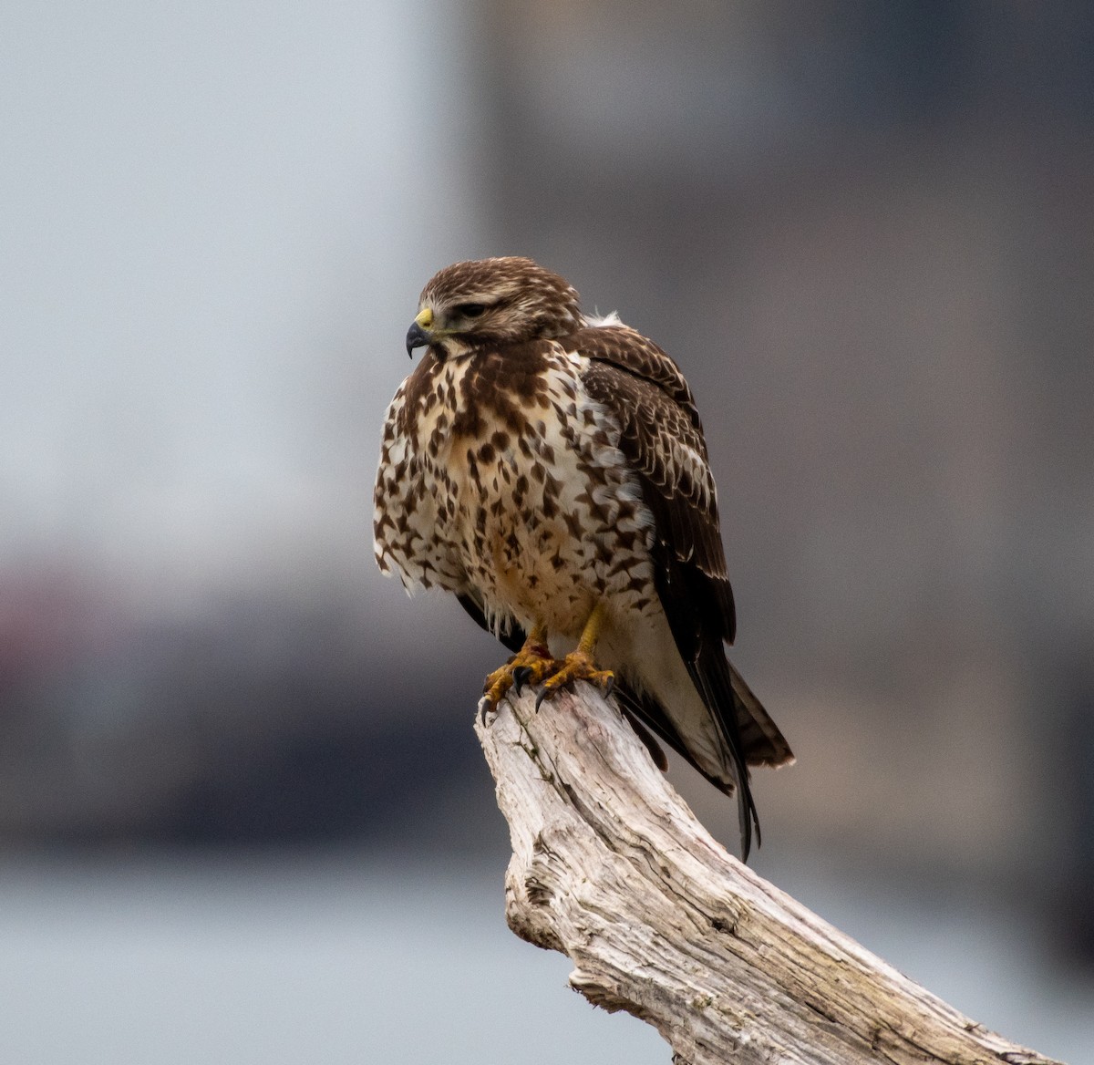 Swainson's Hawk - ML526695761