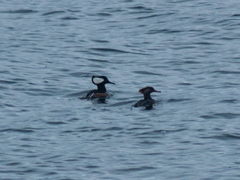 Hooded Merganser - ML526696281