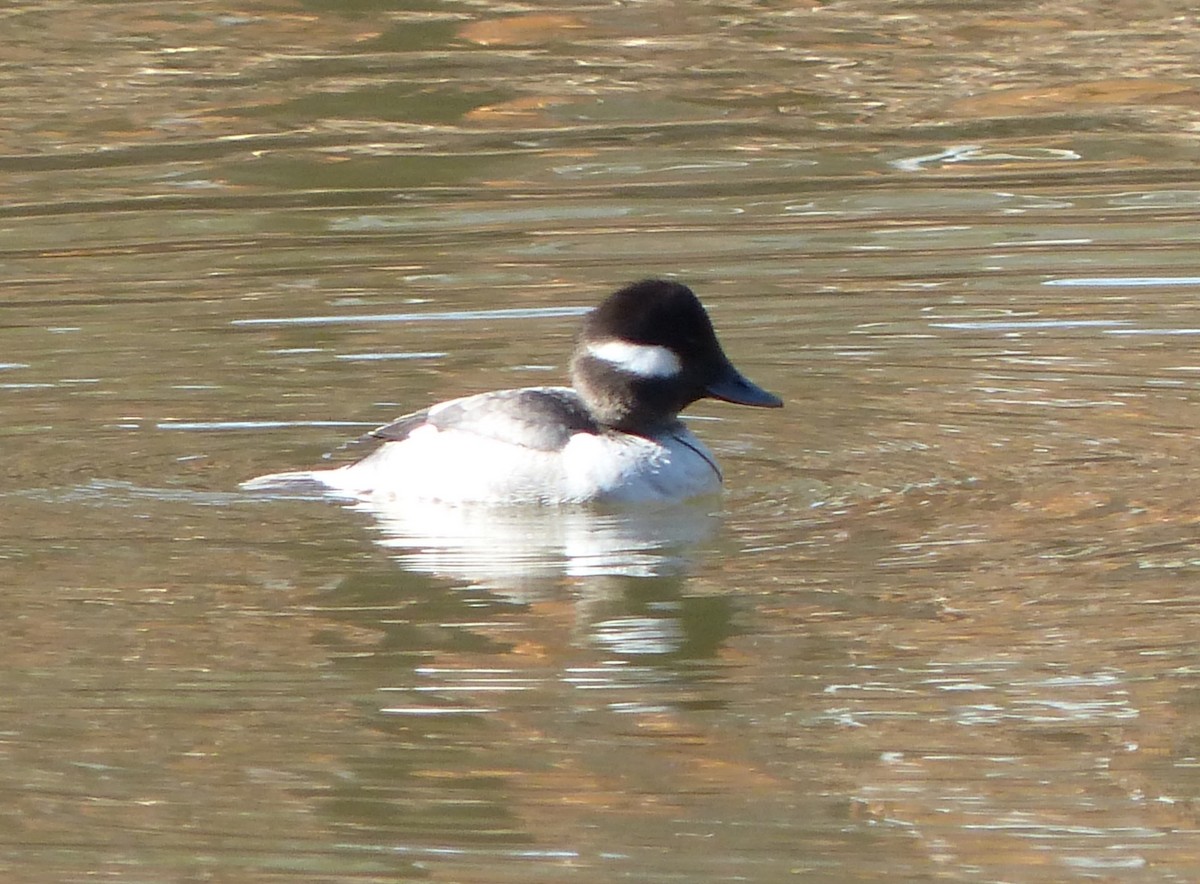 Bufflehead - ML526698831