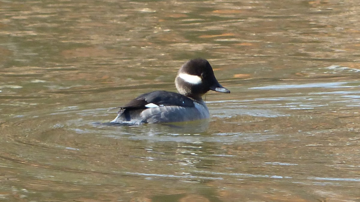 Bufflehead - ML526698911