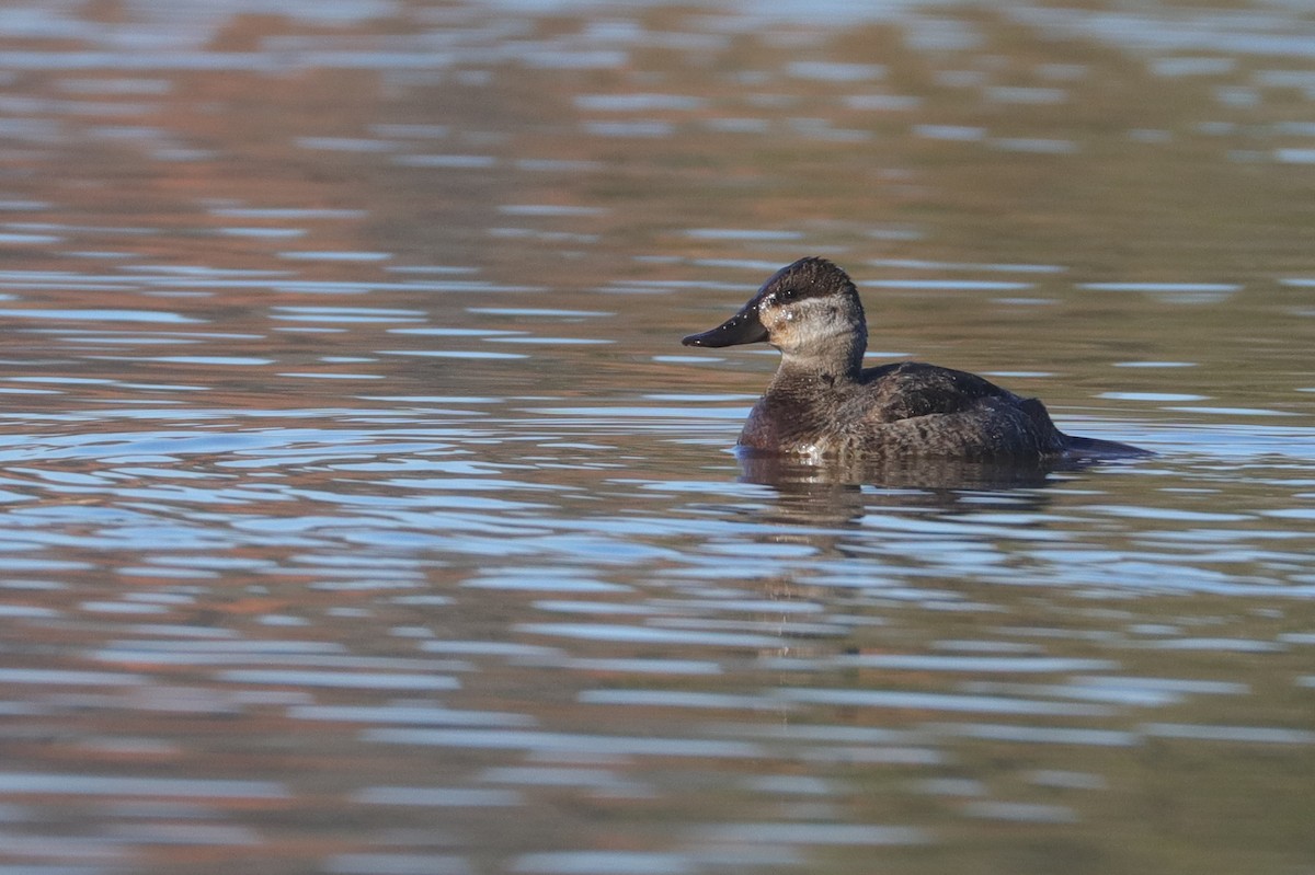 Ruddy Duck - ML526699221
