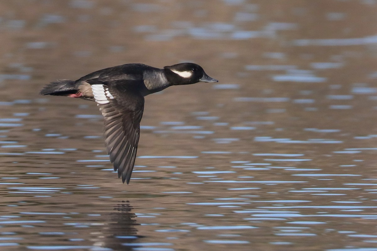 Bufflehead - Martina Nordstrand