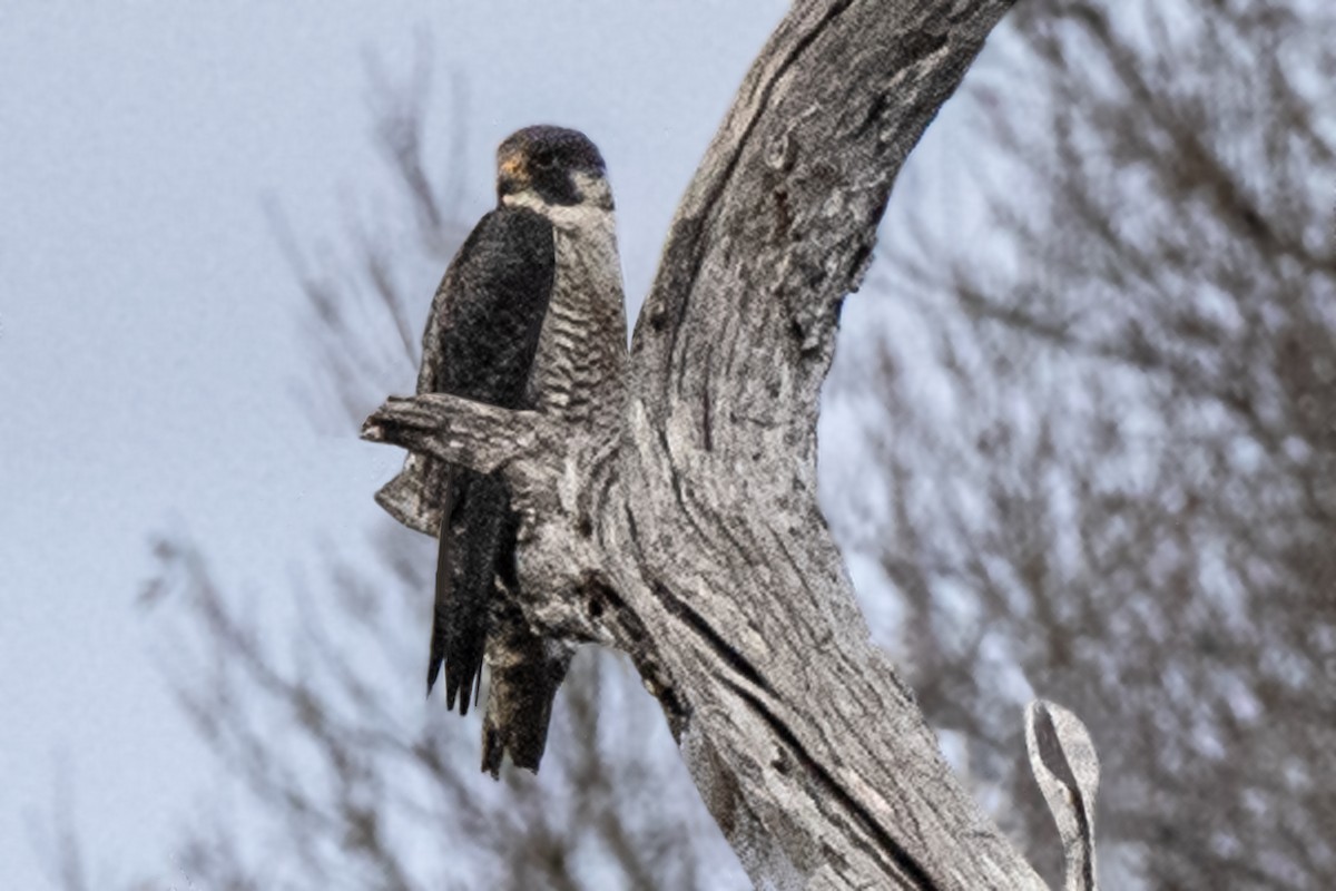 Halcón Peregrino - ML526699751