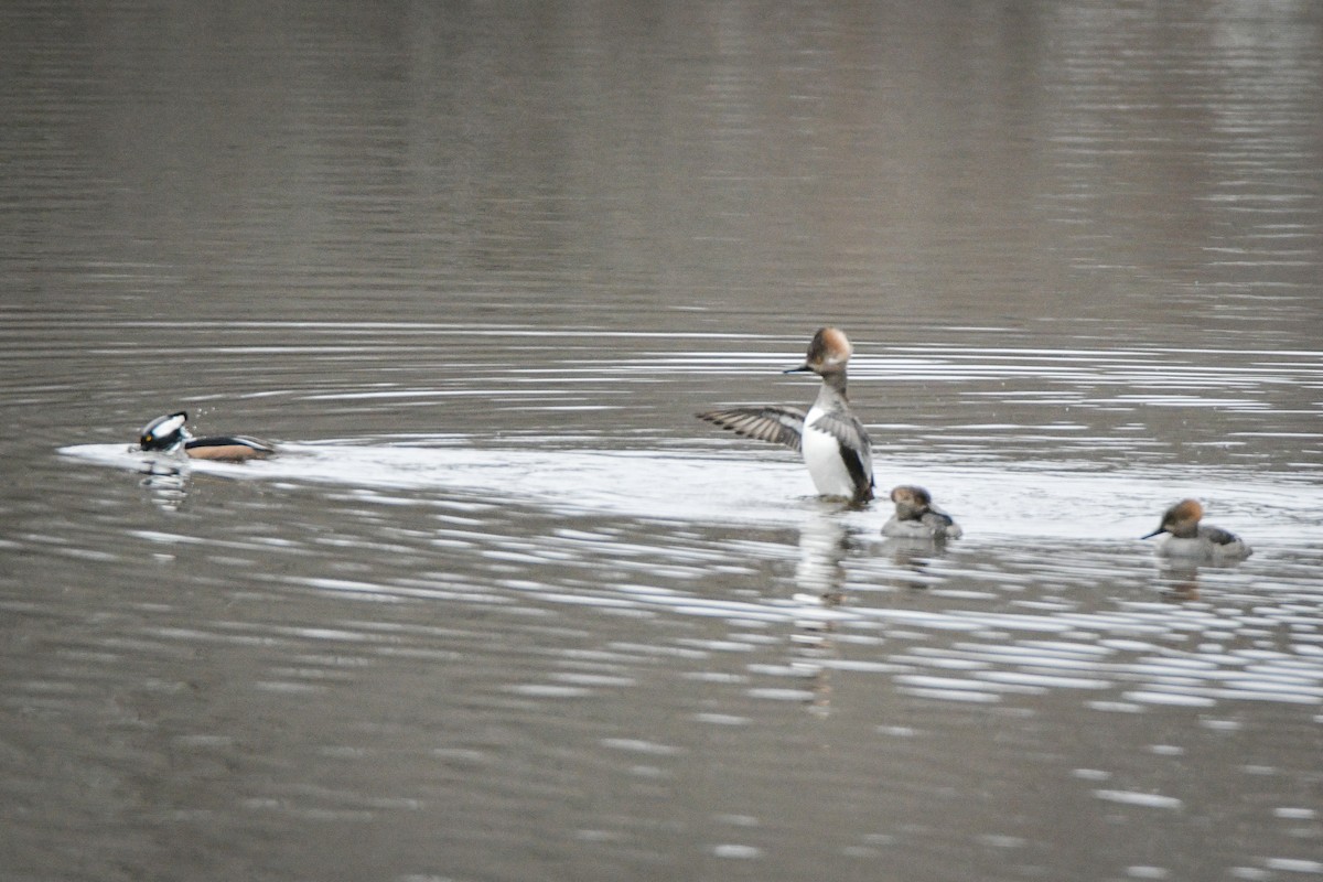 Hooded Merganser - ML526700591