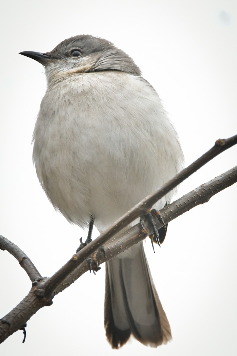 Northern Mockingbird - ML526700701