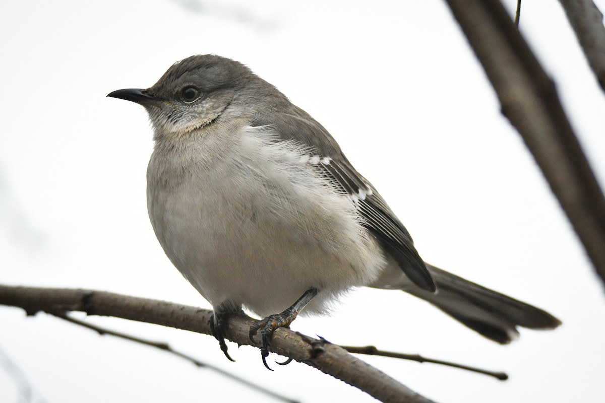 Northern Mockingbird - ML526700711