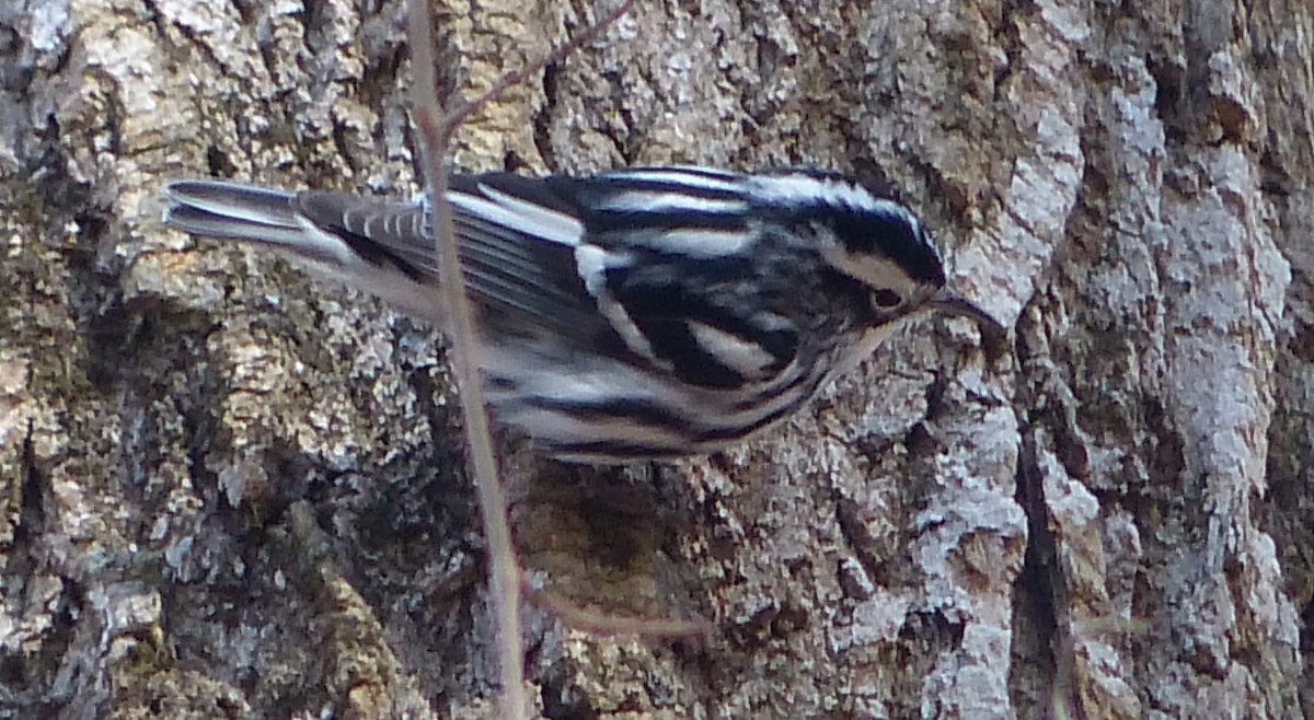 Black-and-white Warbler - ML526700841