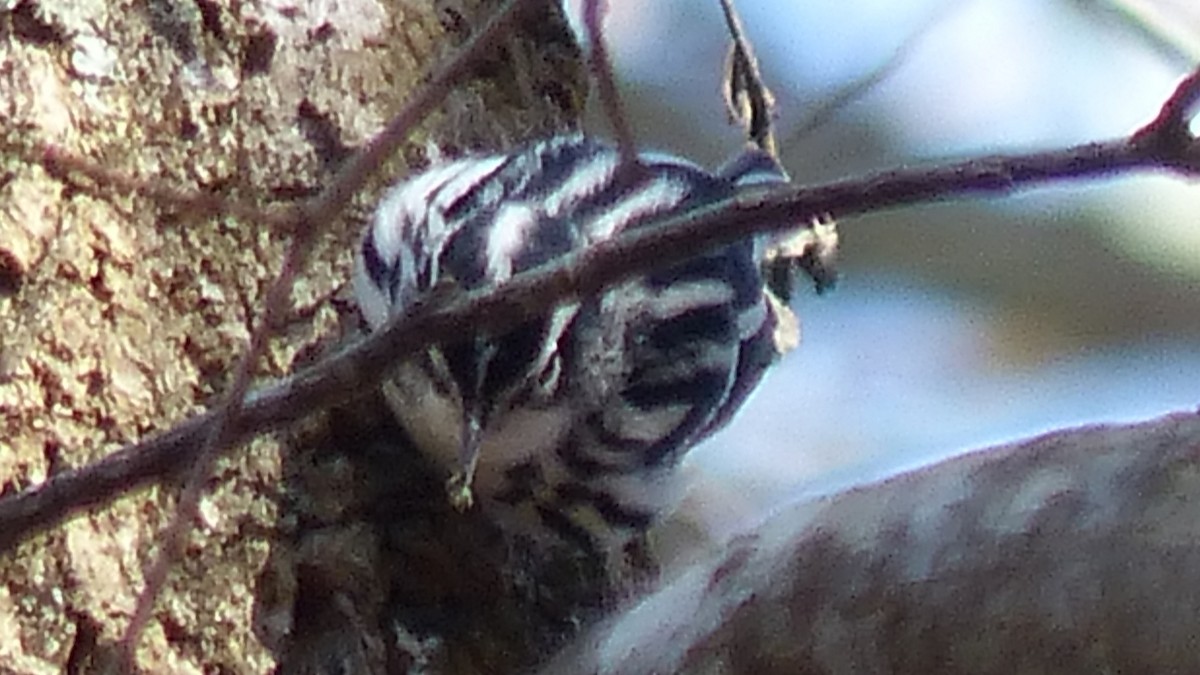 Black-and-white Warbler - ML526700931