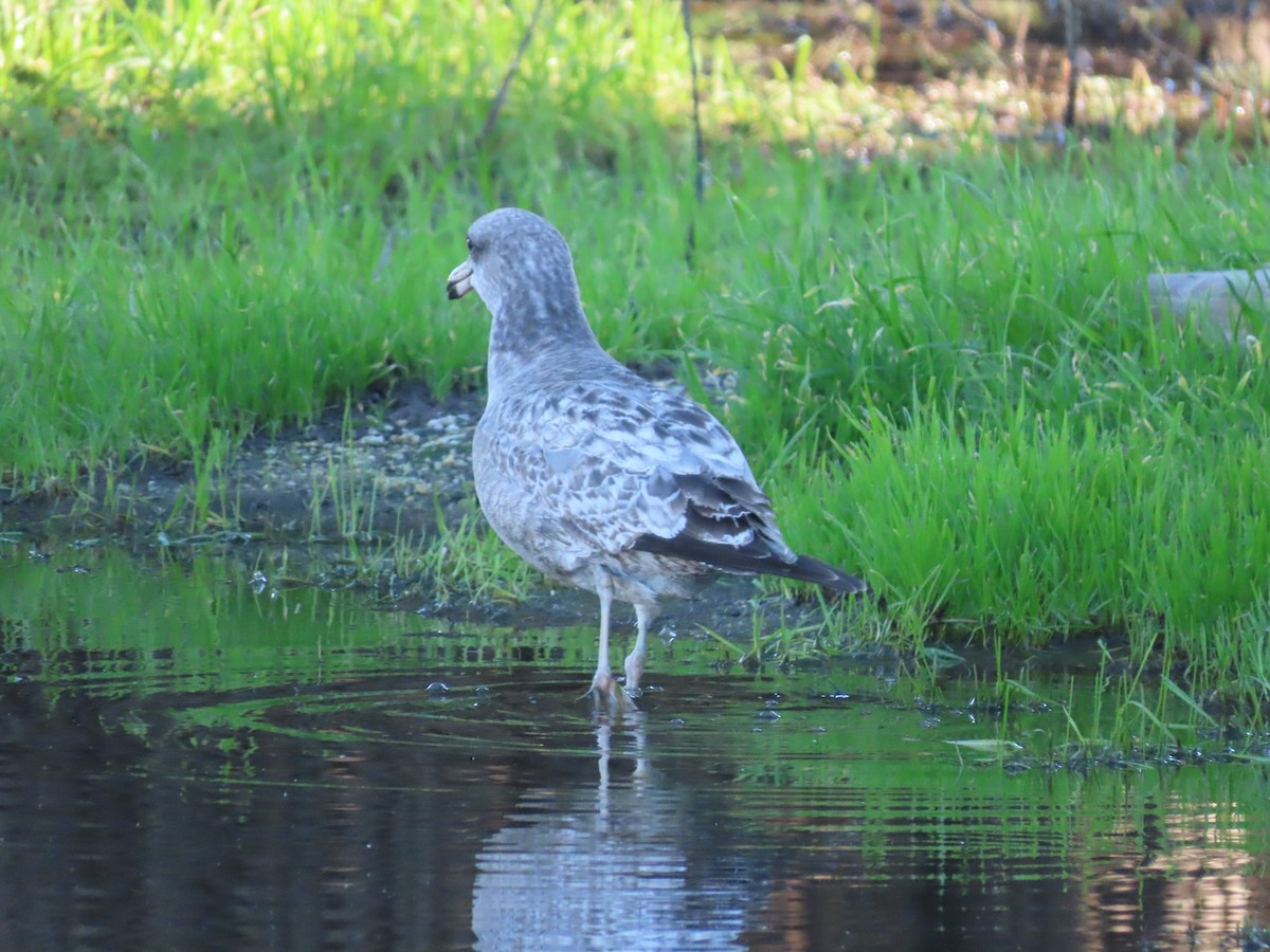 gull sp. - ML526701681