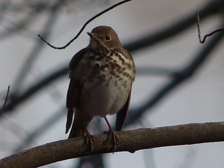 Hermit Thrush - ML526702181