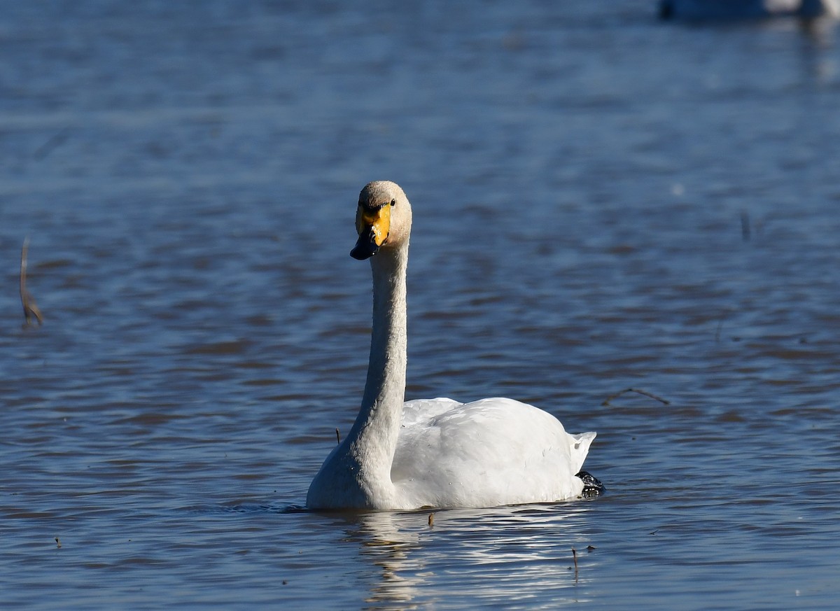 Whooper Swan - ML526702271