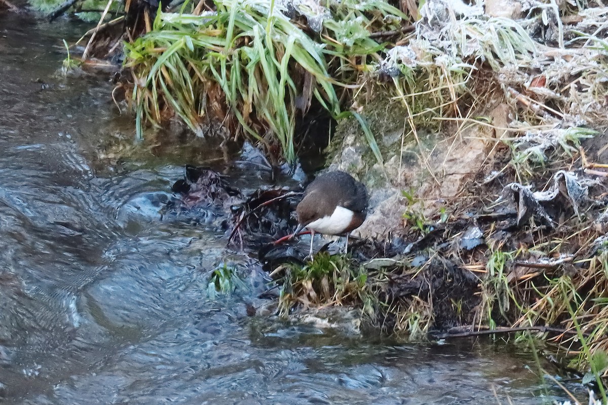 White-throated Dipper - Adrian Lakin