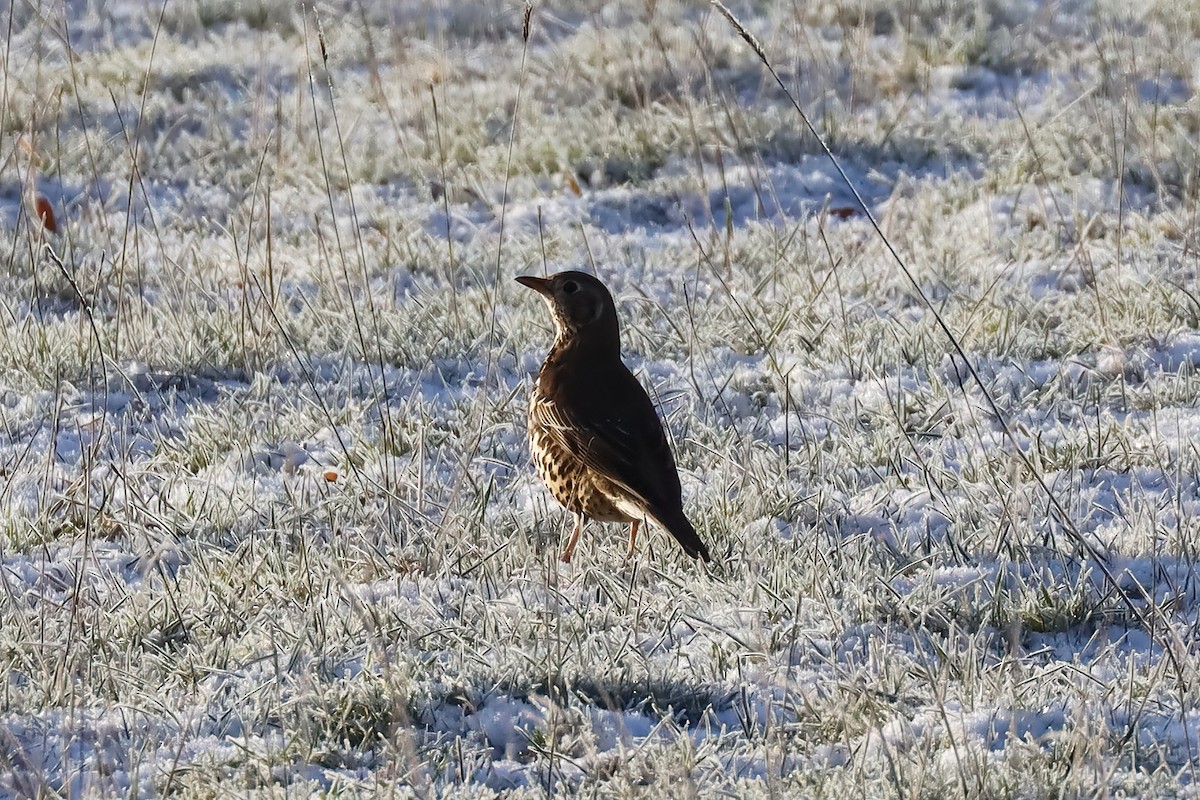 Mistle Thrush - ML526703651