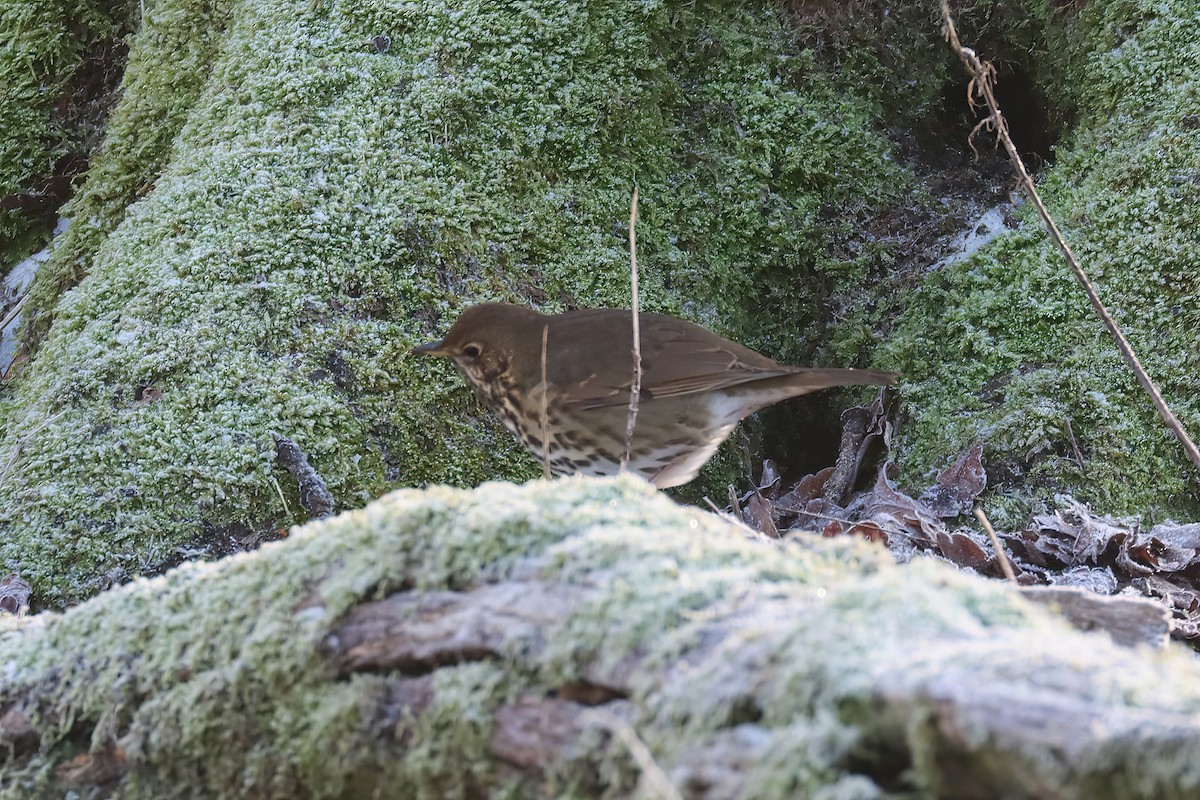 Song Thrush - Adrian Lakin