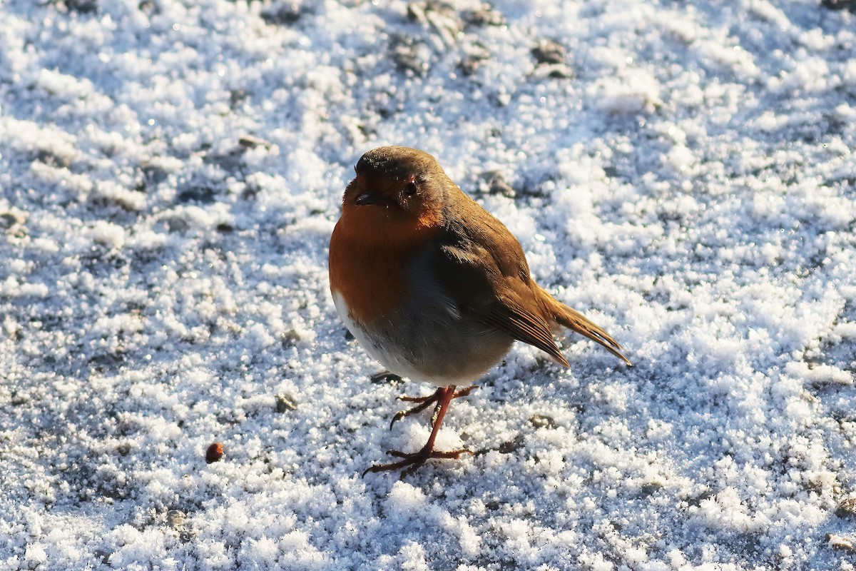 European Robin - ML526703861