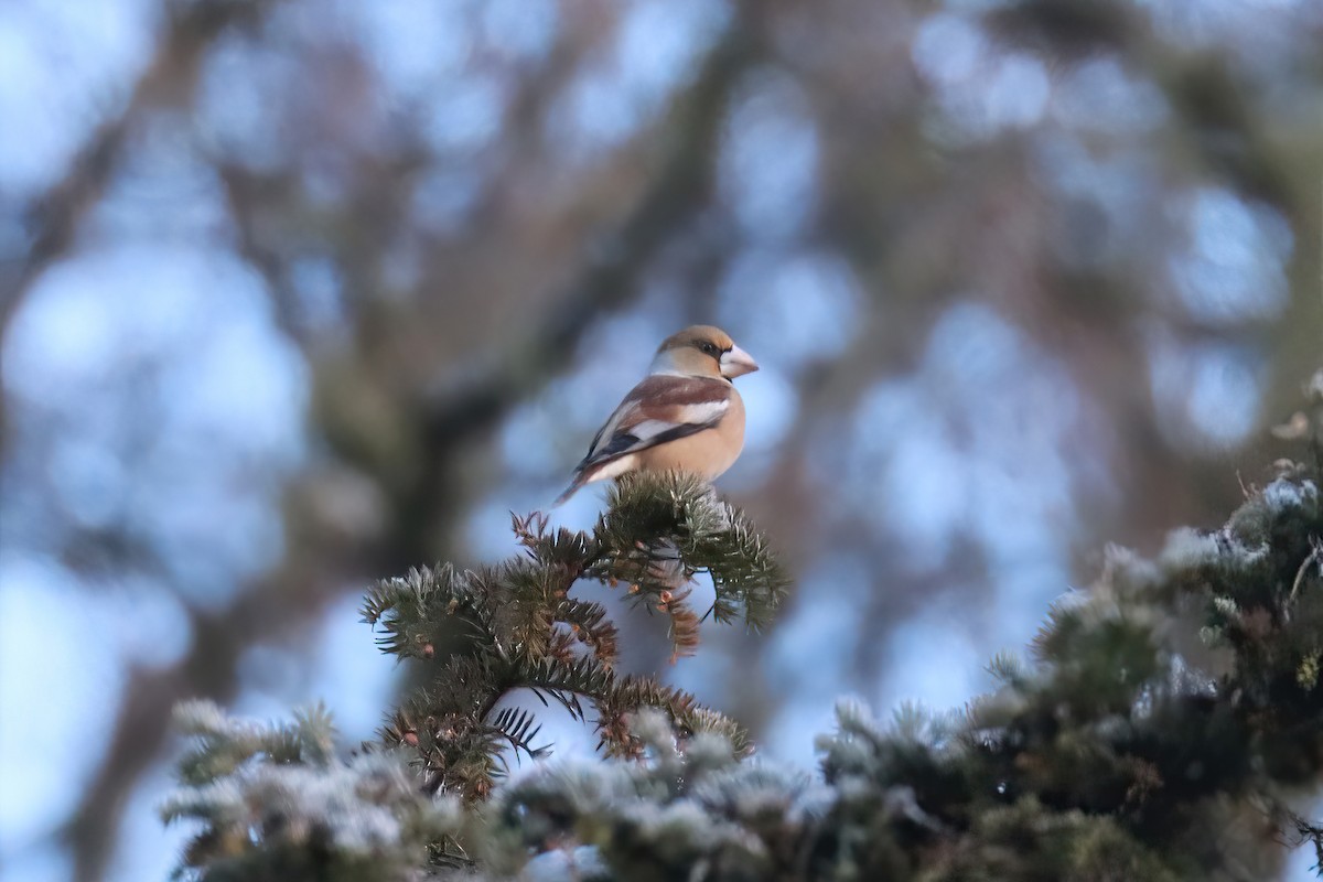 Hawfinch - Adrian Lakin