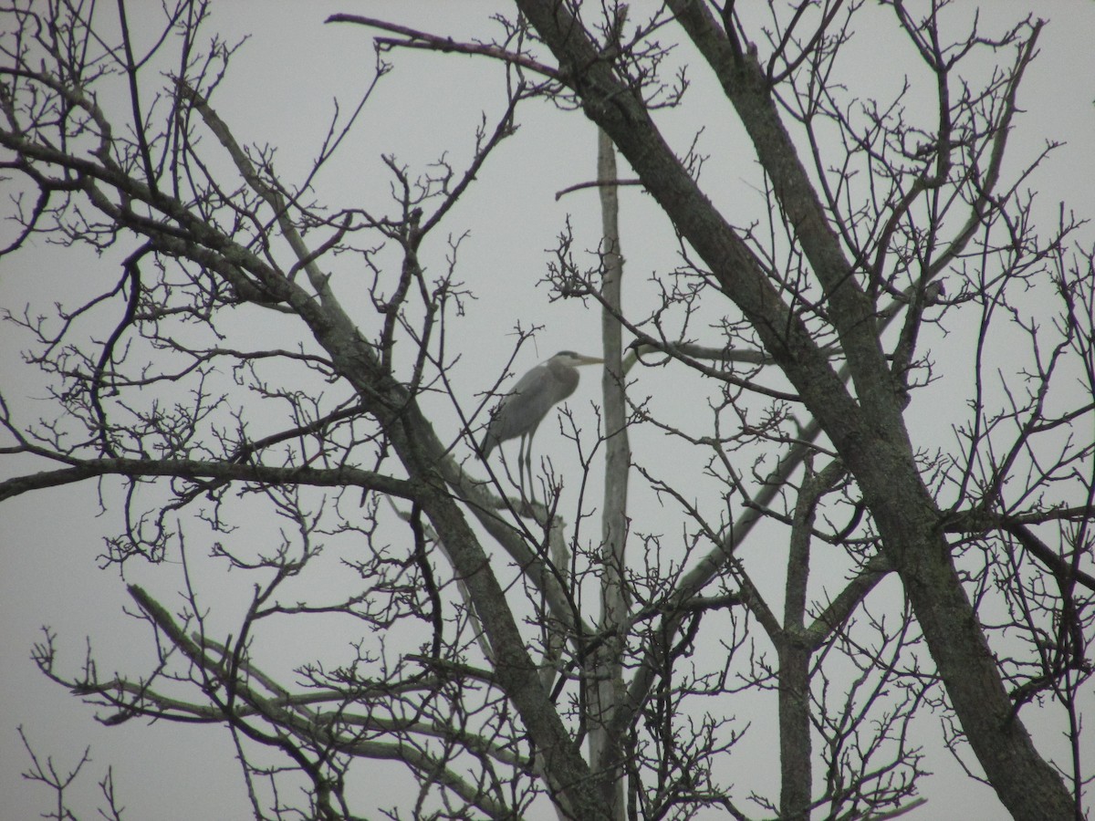 Great Blue Heron - Bryan Gorges