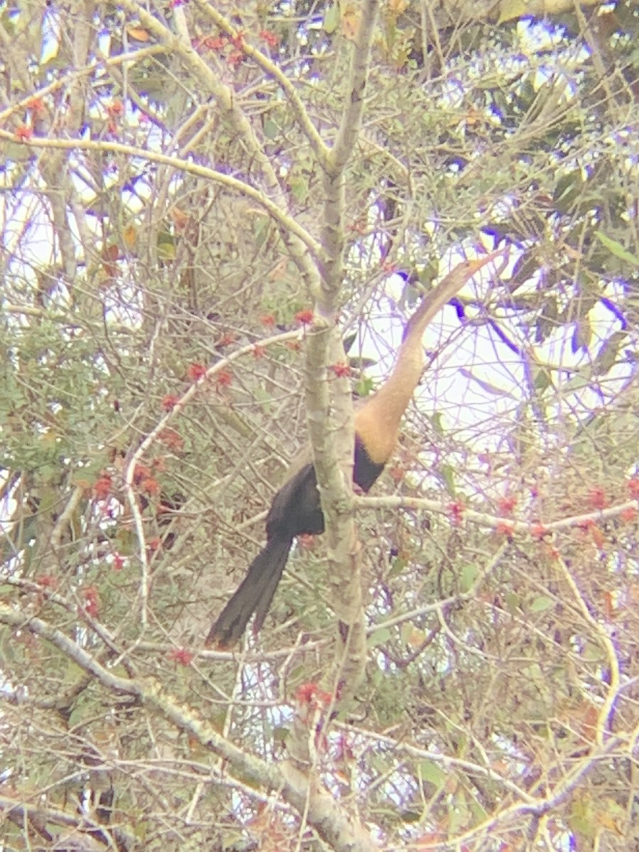 anhinga americká - ML526704721