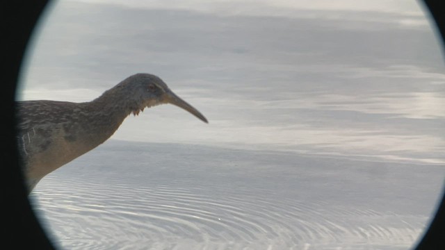 Clapper Rail - ML526706511