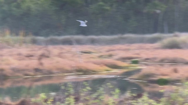Bonaparte's Gull - ML526707021