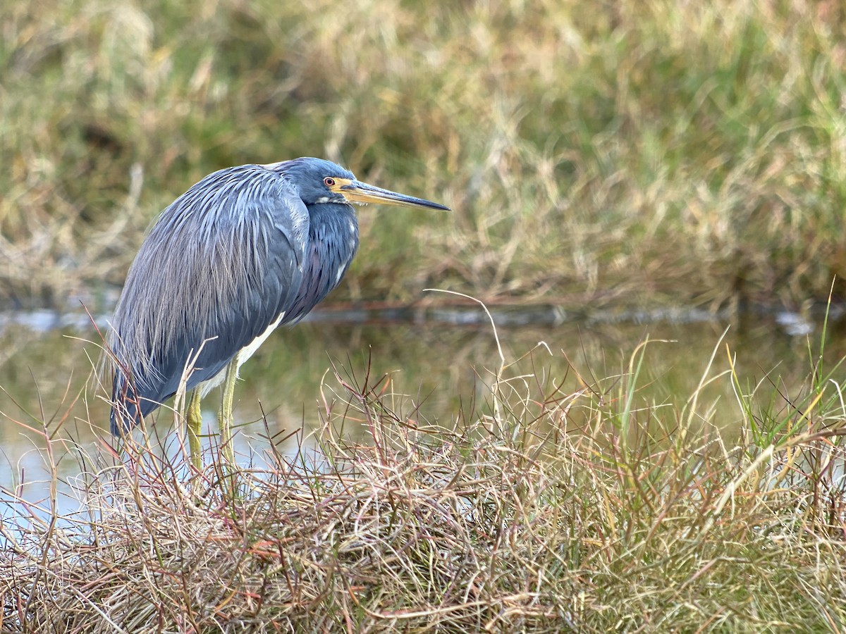 Tricolored Heron - Luis Gles