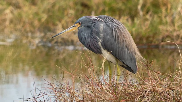 Tricolored Heron - ML526707241