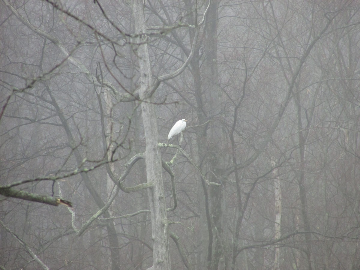 Great Egret - ML52670801