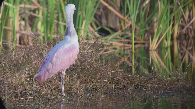 Roseate Spoonbill - ML526709381