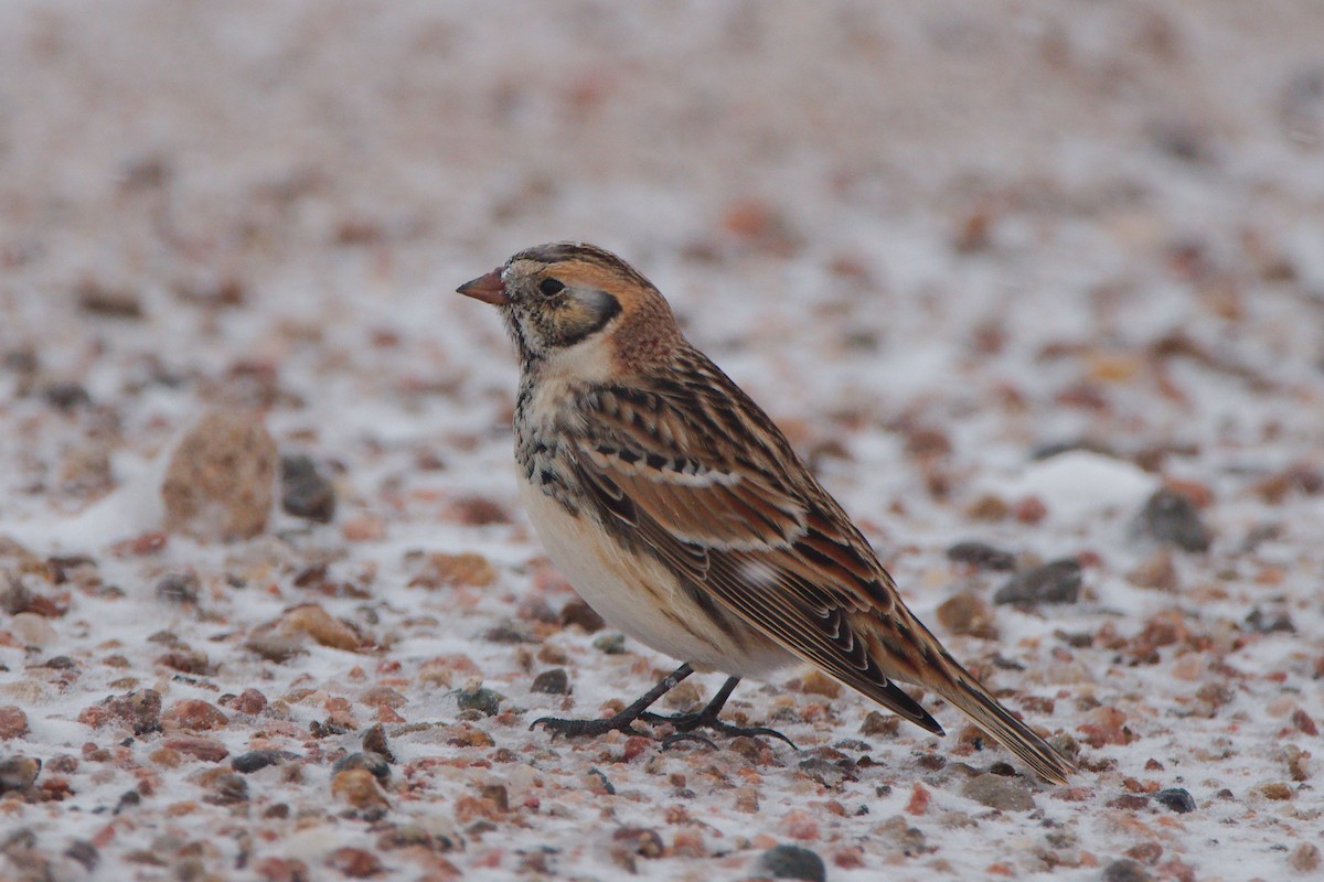 Lapland Longspur - Quentin Nolan