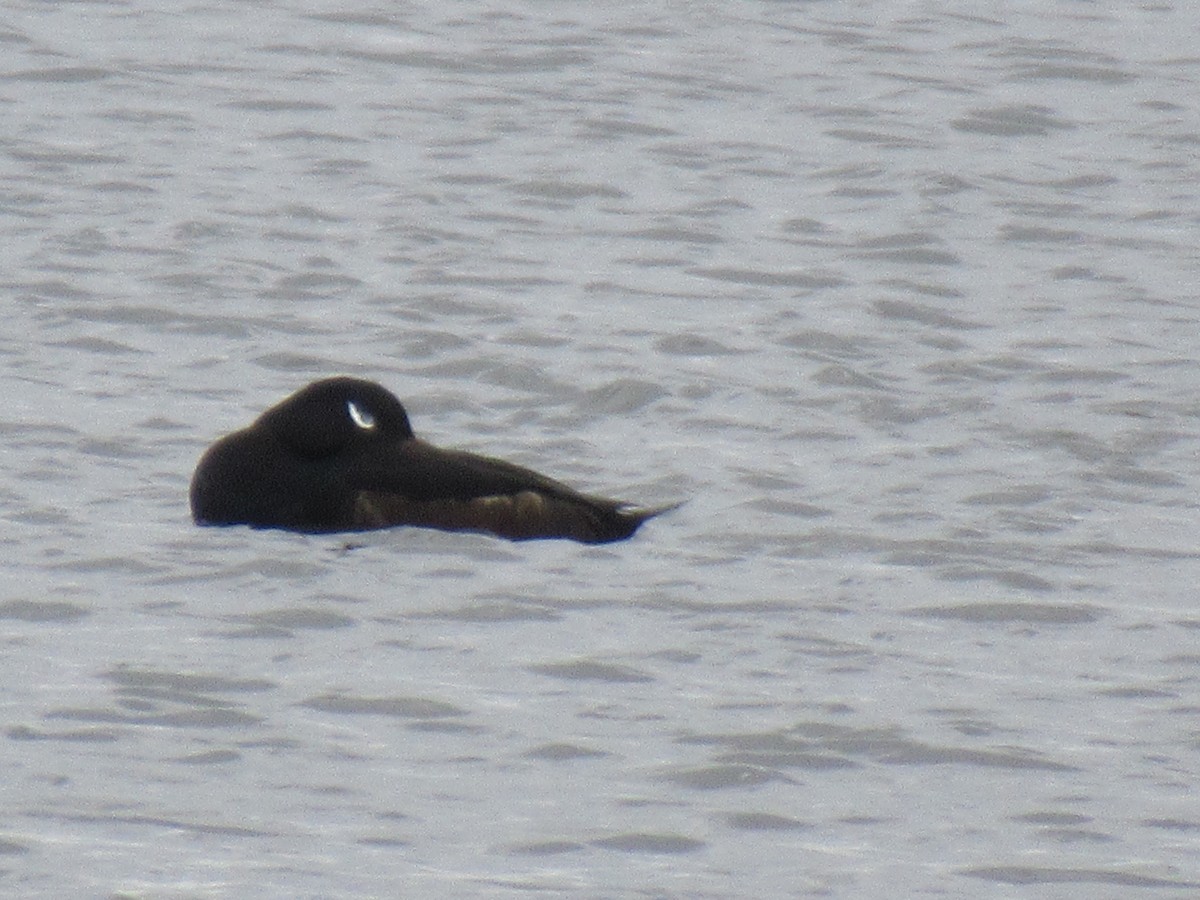 White-winged Scoter - ML526711761