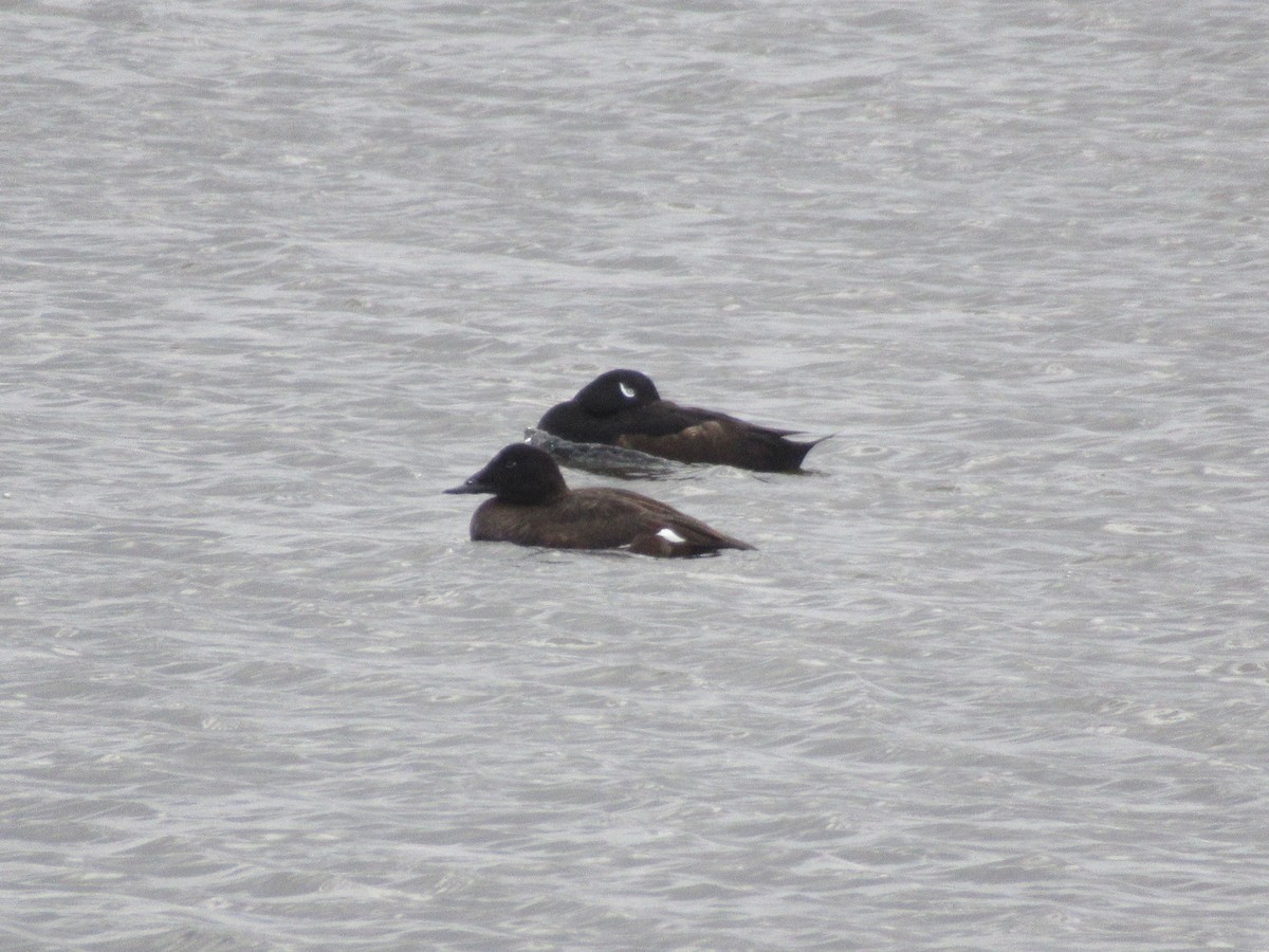 White-winged Scoter - ML526711971