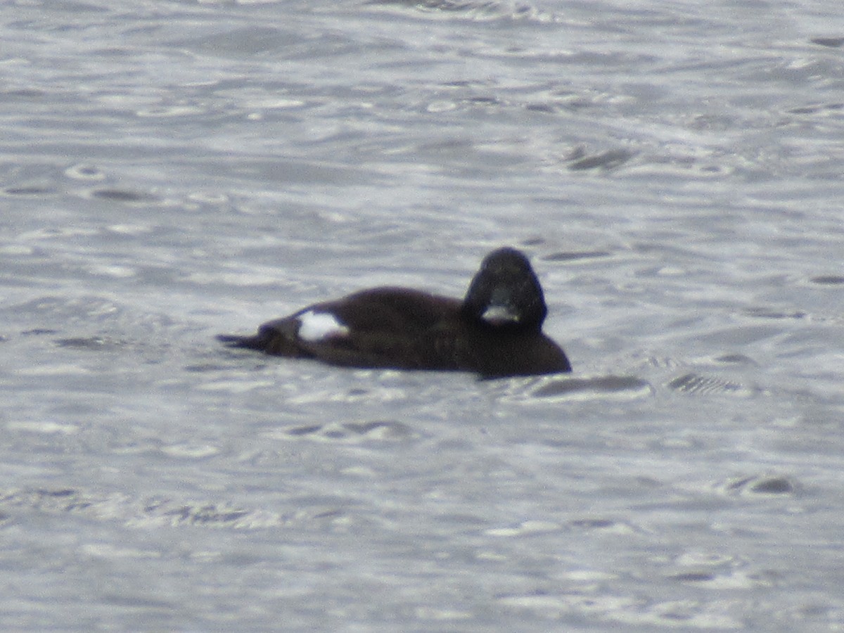 White-winged Scoter - ML526712151