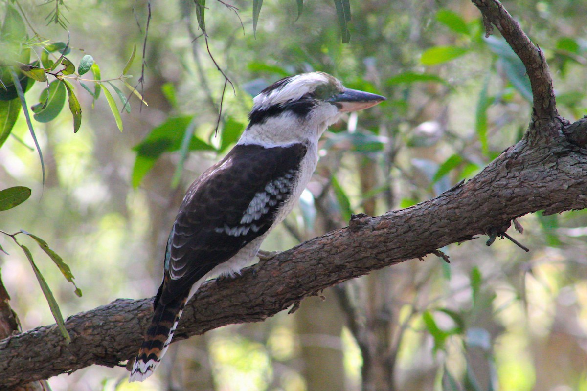 latterkokaburra - ML526712791