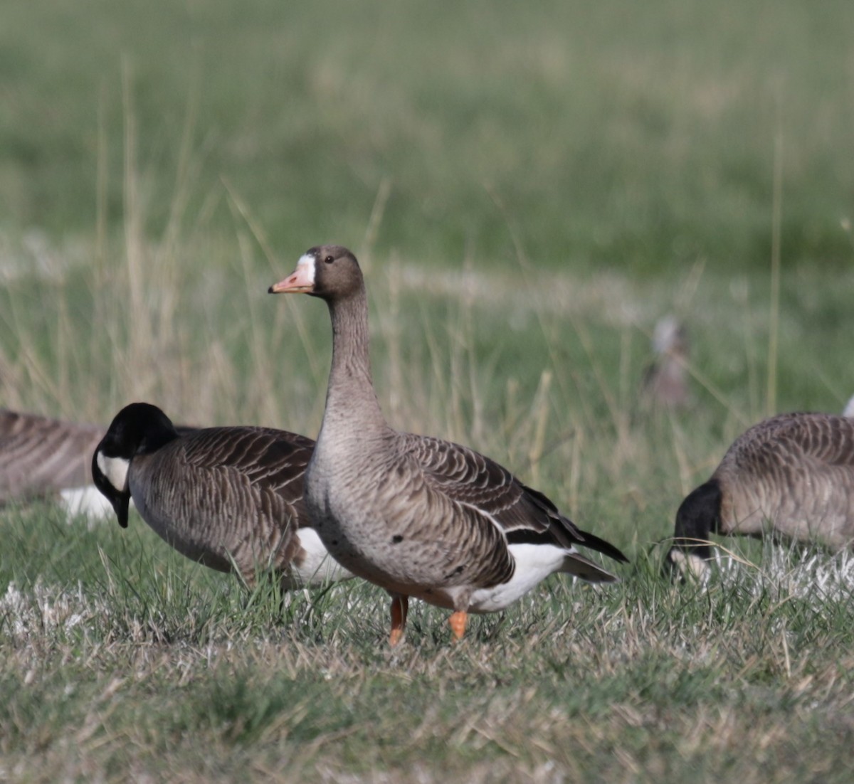 Greater White-fronted Goose - ML526713421