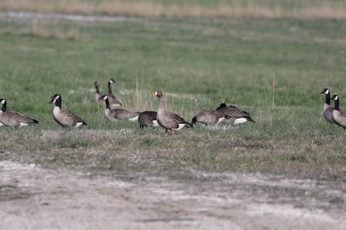 Greater White-fronted Goose - Blythe Nilson