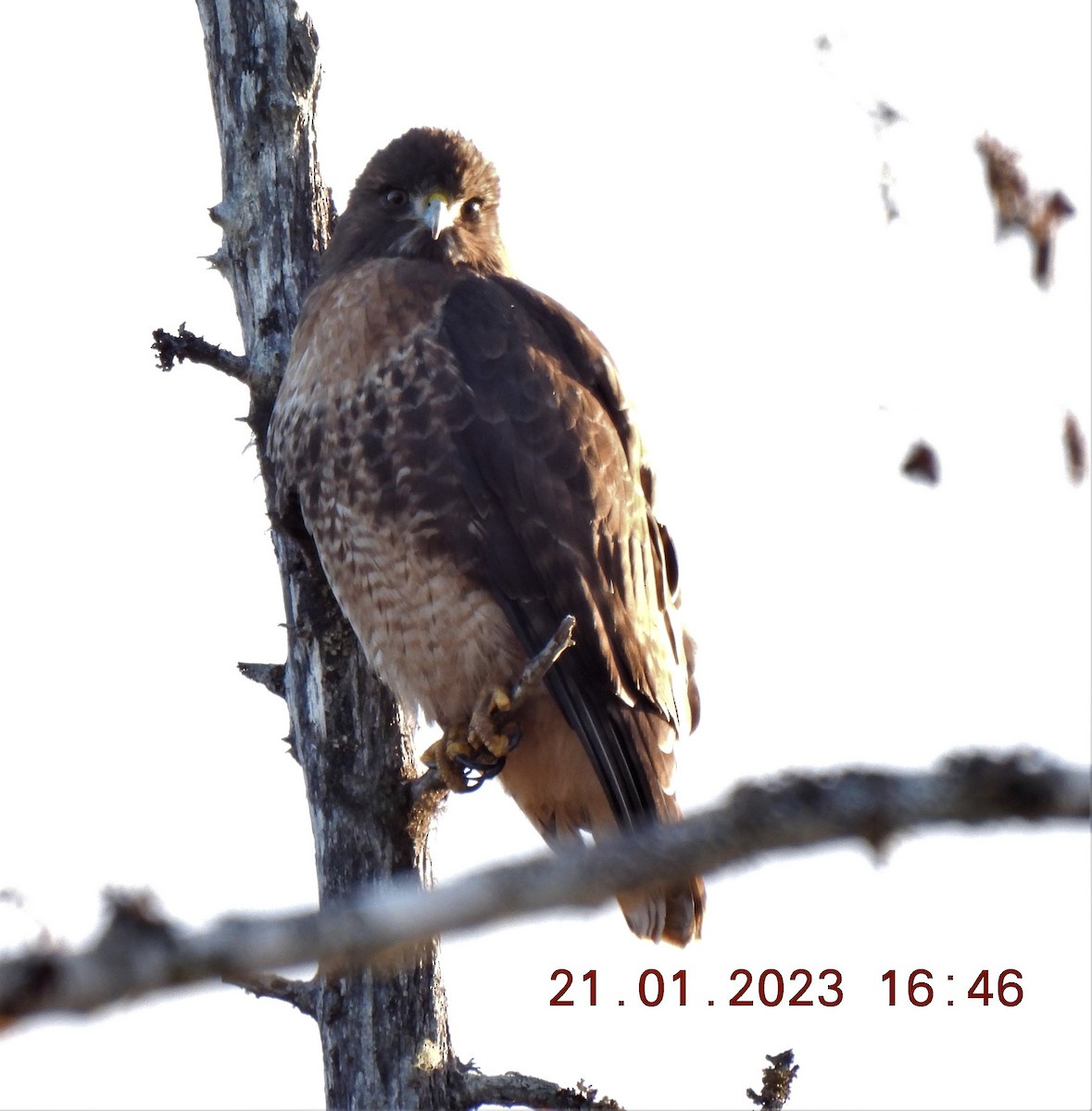 Red-tailed Hawk - Lorrie Joron