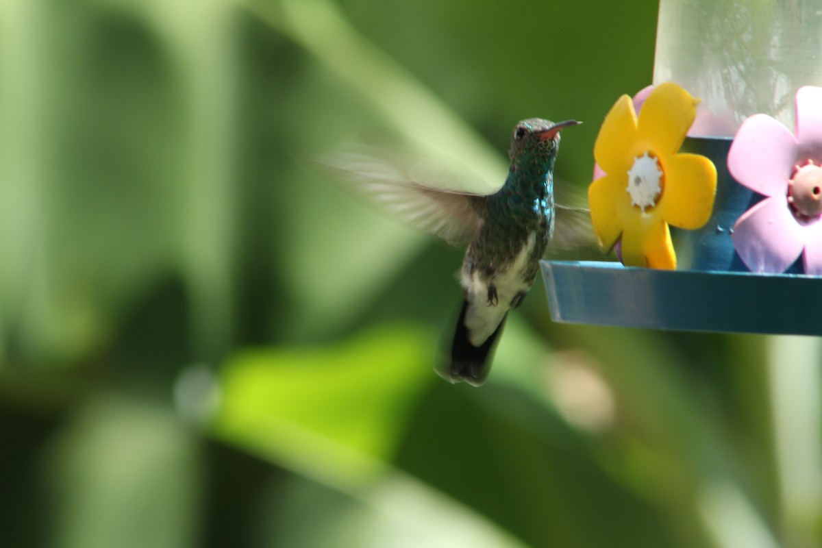kolibřík zrcadlový - ML52671791