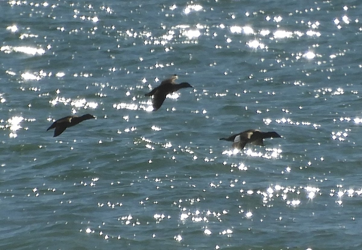 White-winged Scoter - Sangeet  Khalsa