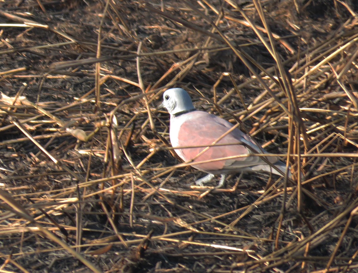 Red Collared-Dove - ML526718611